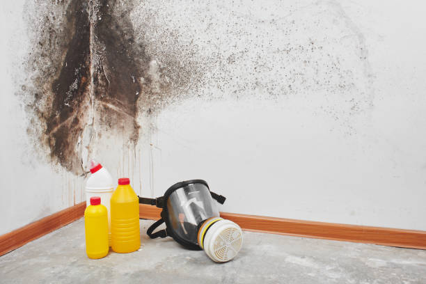 Best Professional Mold Removal  in Smithville, OH