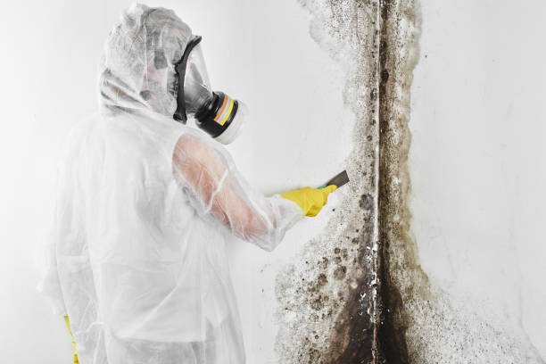 Best Mold Remediation  in Smithville, OH