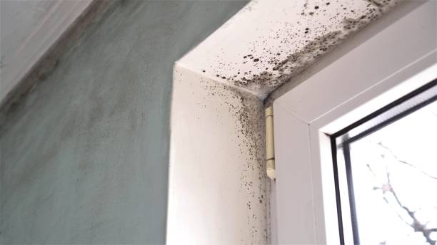 Best Black Mold Removal  in Smithville, OH