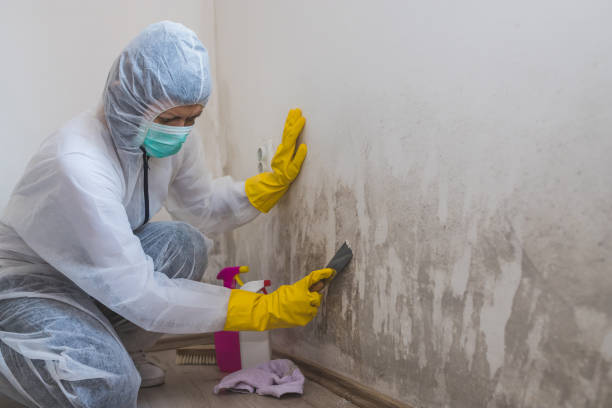 Best Local Mold Removal Service  in Smithville, OH