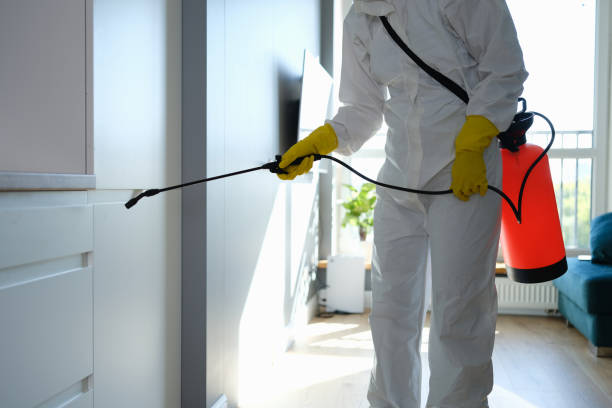 Best Same-Day Mold Removal  in Smithville, OH