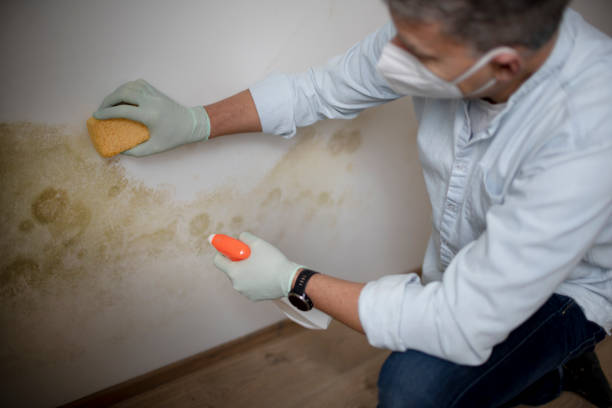 Best Residential Mold Removal  in Smithville, OH