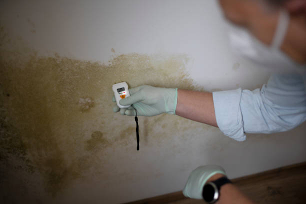 Best Mold Damage Repair  in Smithville, OH