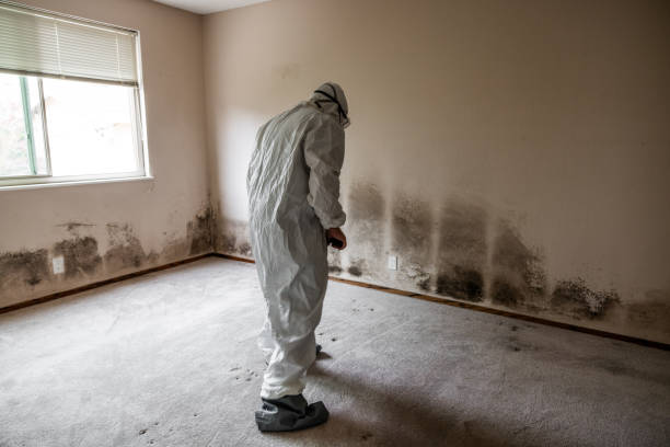 Smithville, OH Mold Removal Company