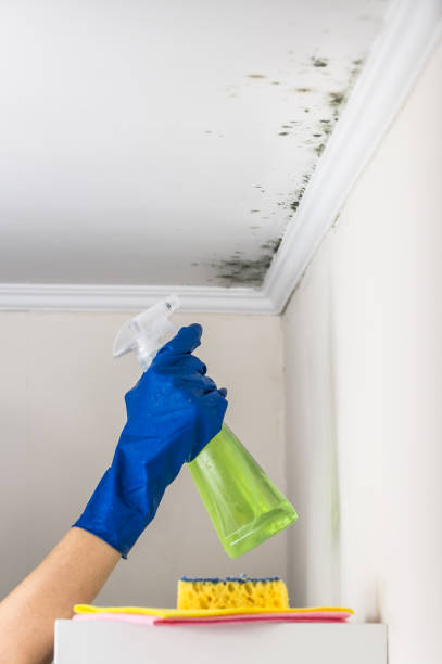 Best Mold Cleaning Services  in Smithville, OH